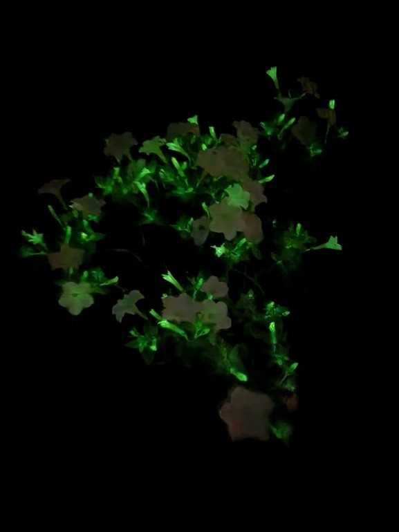 Yes CT, there really are flowers that glow in the dark.  Why do they light it at night?